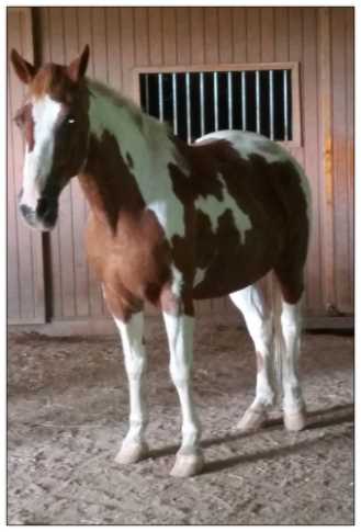 Paint mare for sale