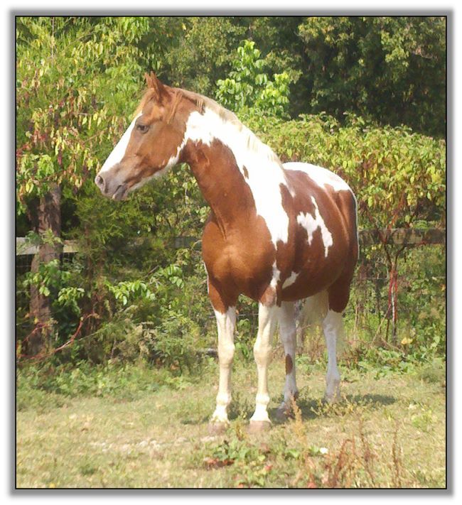 Bev Doolittle, paint mare for sale