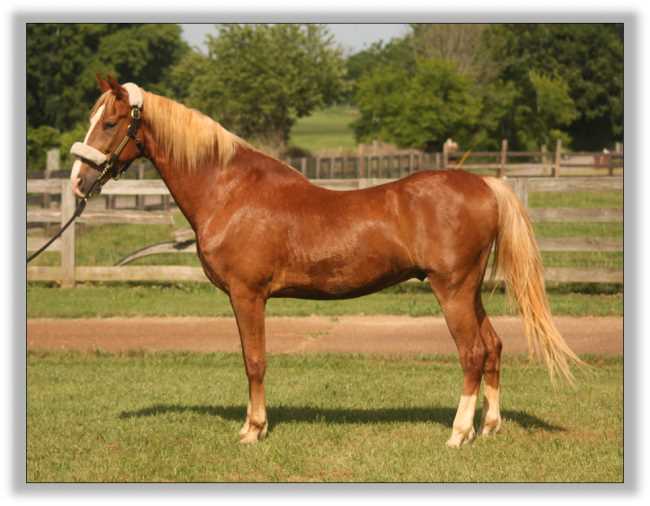 Flash, American Saddlebred Gelding for sale!