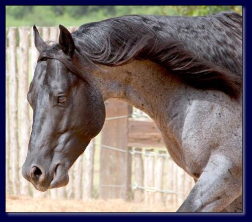15.1 Hand Homozygous Blue/Roan Stallion.
Great temperament. 
Sire is ¾ brother to the 2009 Head, Heal, and Calf Horse of the Year.

$500 stud fee.