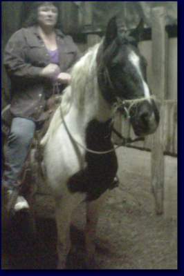 Spotted Saddle Mare For Sale