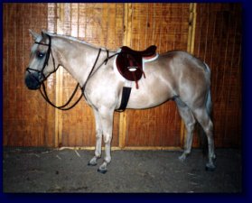 Palomino American Quarter Horse For Sale!