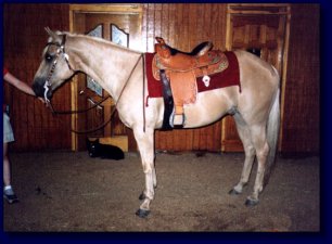 Palomino American Quarter Horse For Sale