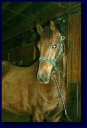 Copper, American Saddlebred Pleasure/Academy or Superior Lesson Horse