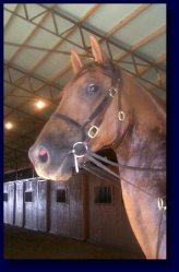 Copper, American Saddlebred Pleasure/Academy or Superior Lesson Horse