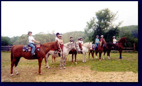 This horse is first on left in photo