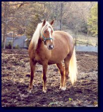 Palomino Mare for sale