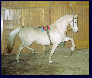 American Saddlebred Palomino Mare For Sale