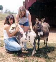 Half Ass Acres Miniature Donkey Farm Visit (6478 bytes)