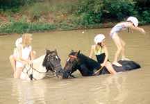 Equine Water Sports (4845 bytes)