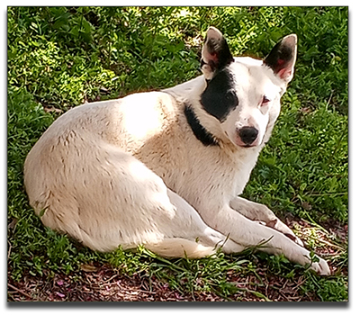 Australian Cattle Dog  Pups, 
          aka Blue Heelers 