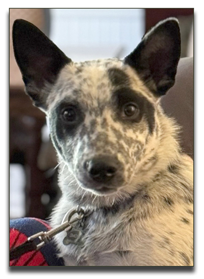 Australian Cattle Dog  Pups, 
          aka Blue Heelers 