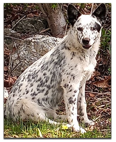 Australian Cattle Dog  Pups, 
          aka Blue Heelers 