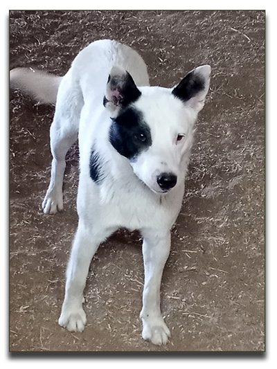 Australian Cattle Dog  Pups, 
          aka Blue Heelers