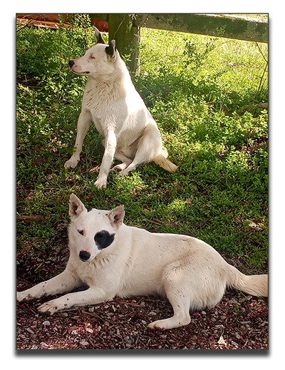 Australian Cattle Dog  Pups, 
          aka Blue Heelers 