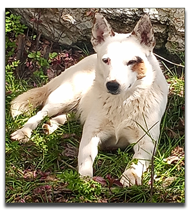 Australian Cattle Dog  Pups, 
          aka Blue Heelers 