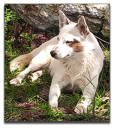 Australian Cattle Dog  Pups, 
          aka Blue Heelers 