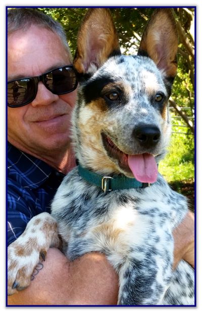 Puppies 4 Sale!!!
NSDR Registered Australian Shepherds
Australian Shepherd/Border Collie Mix